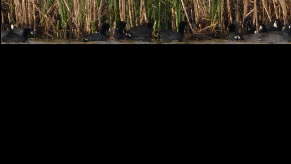 American Coot - ML631904396