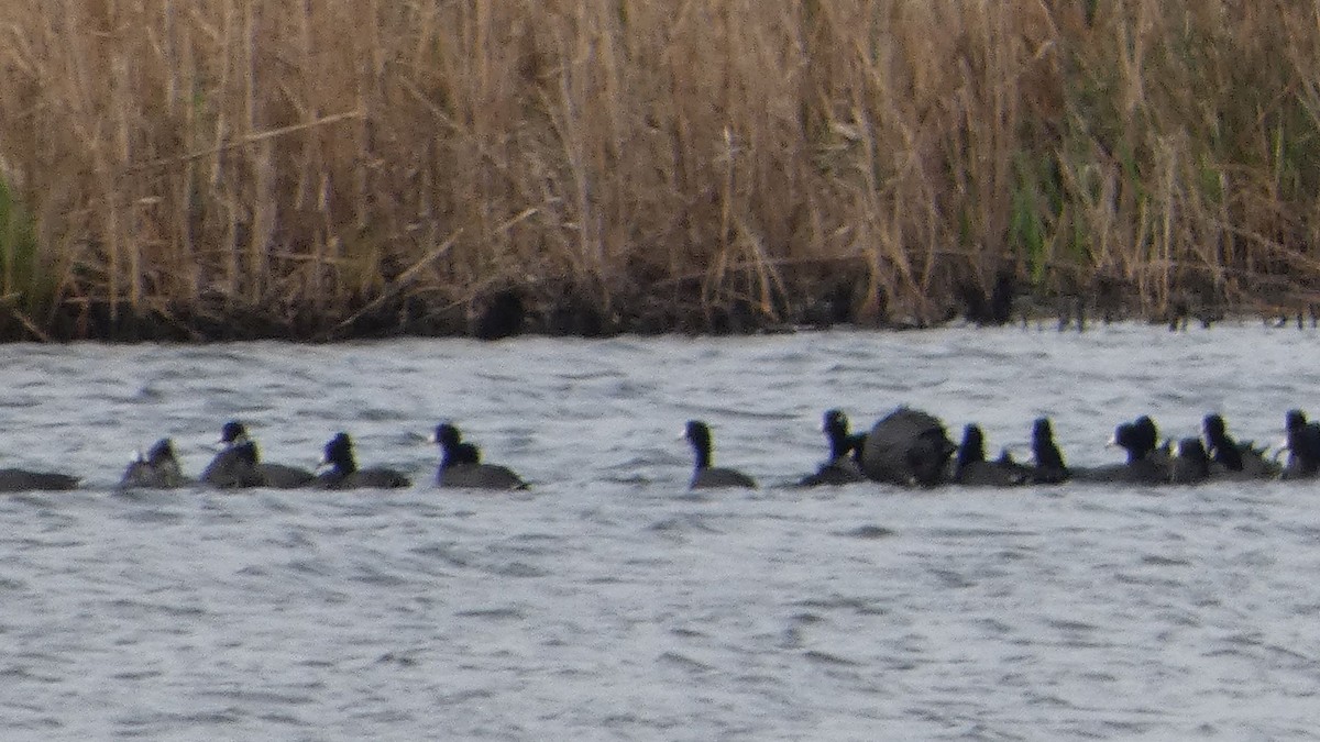 American Coot - ML631904398