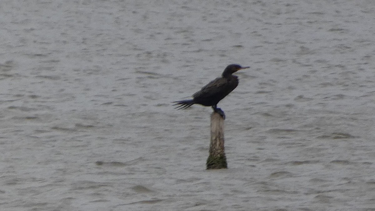 Neotropic Cormorant - ML631904438