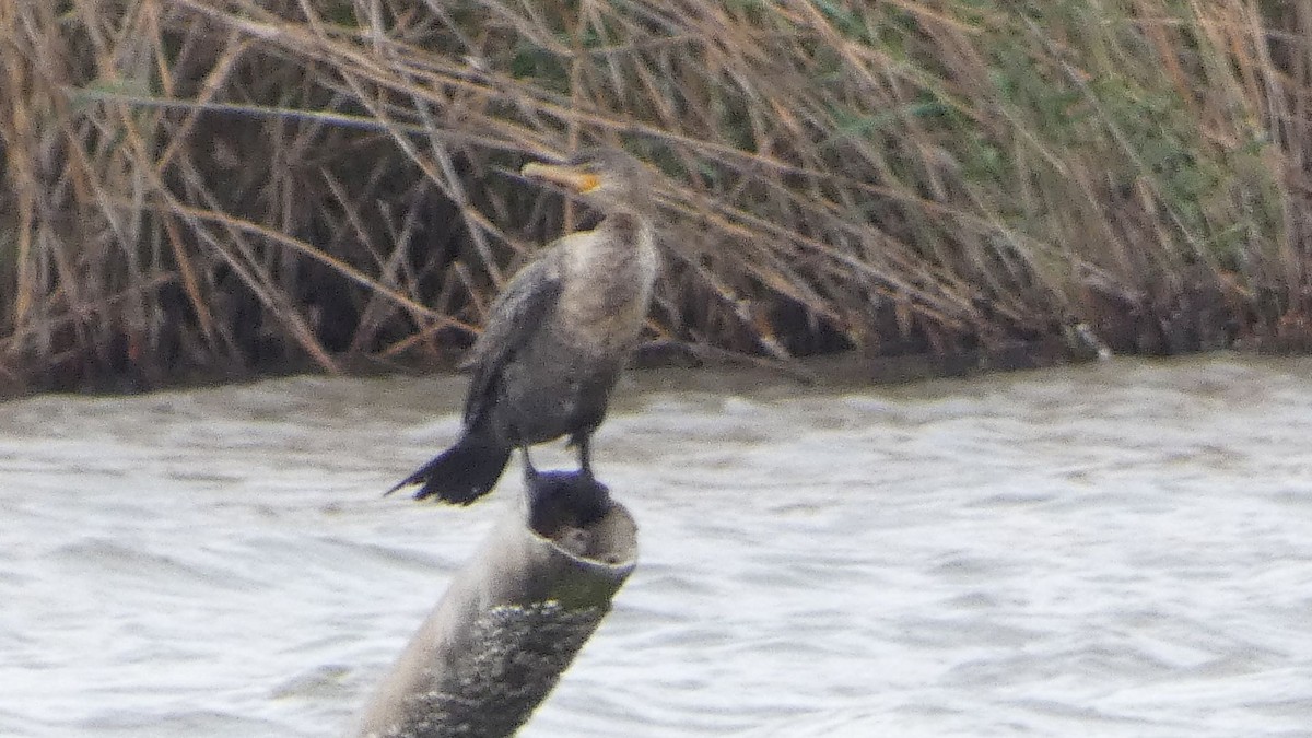 Neotropic Cormorant - ML631904439