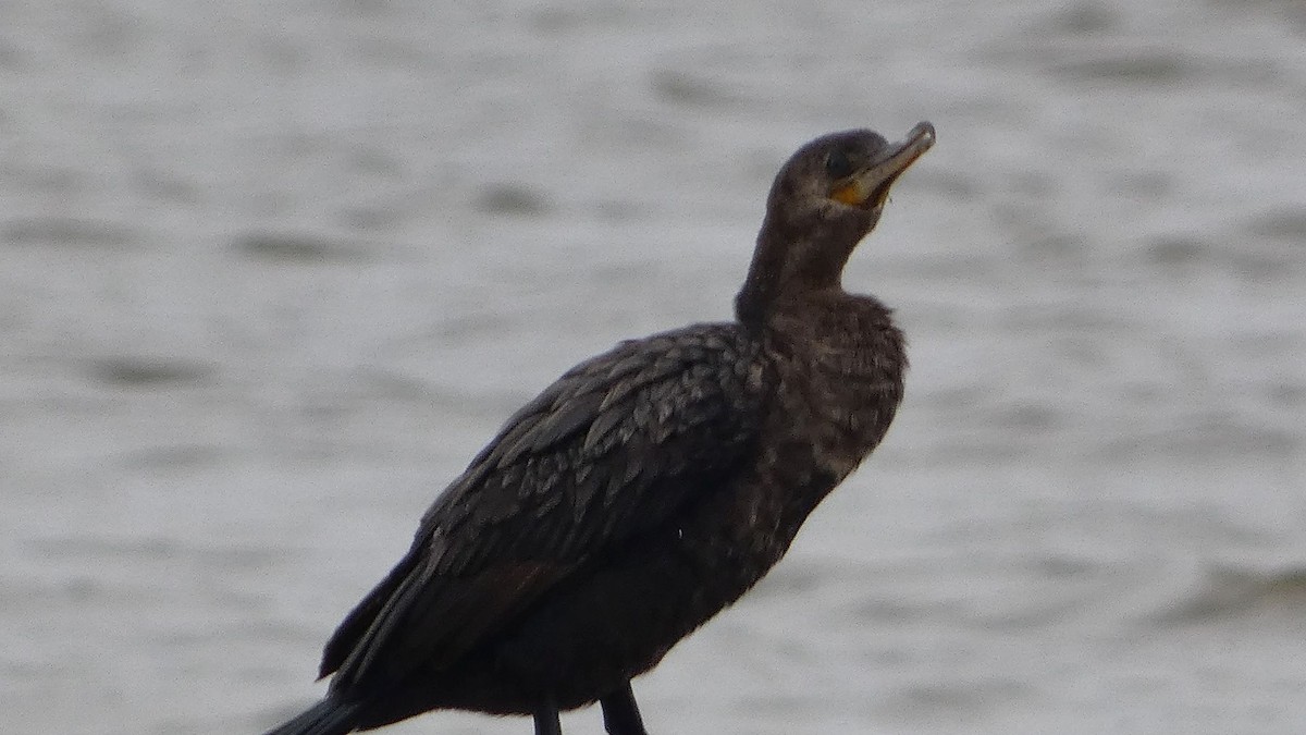 Neotropic Cormorant - ML631904440