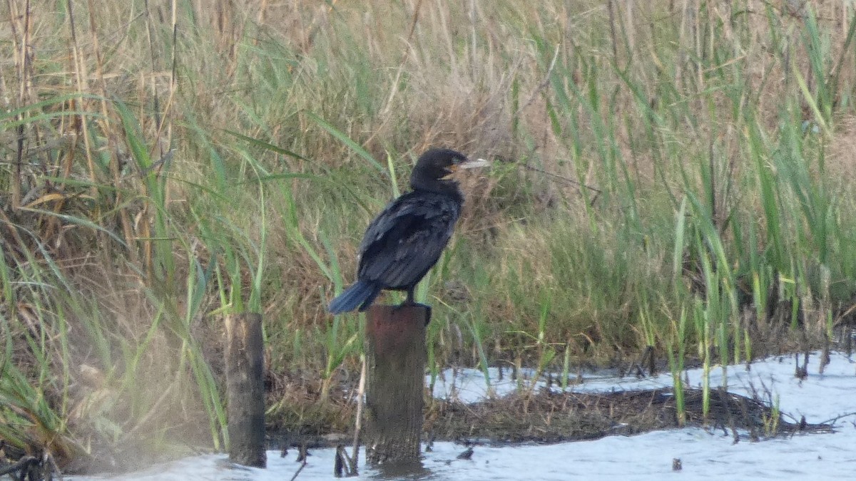 Neotropic Cormorant - ML631904441
