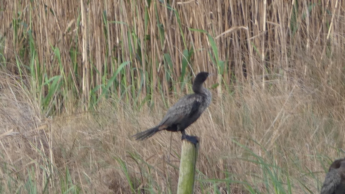 Neotropic Cormorant - ML631904442