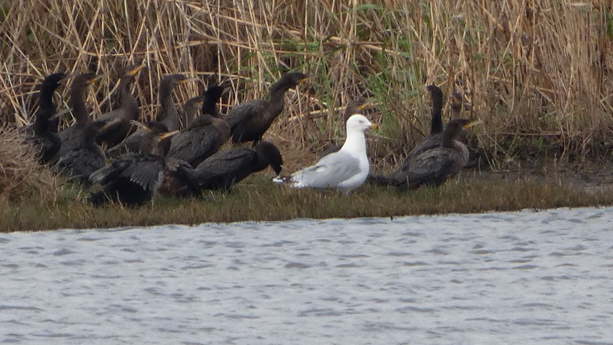 Neotropic Cormorant - ML631904444