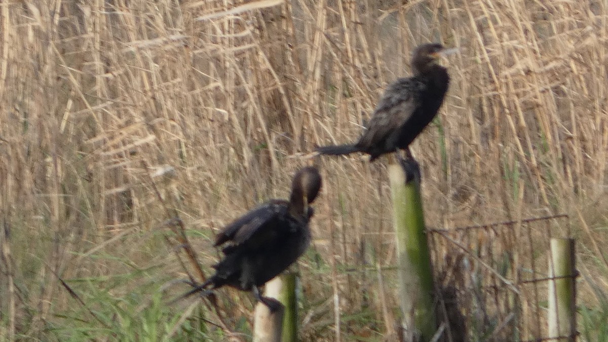 Neotropic Cormorant - ML631904445