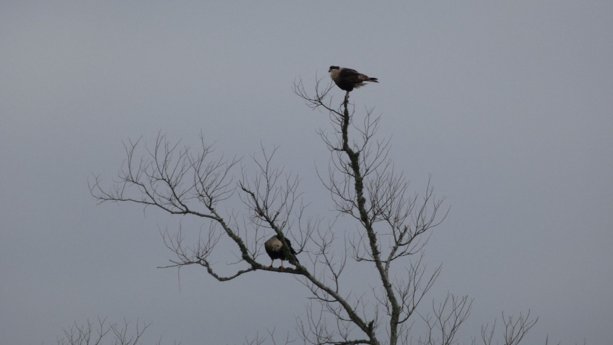 Crested Caracara - ML631904498