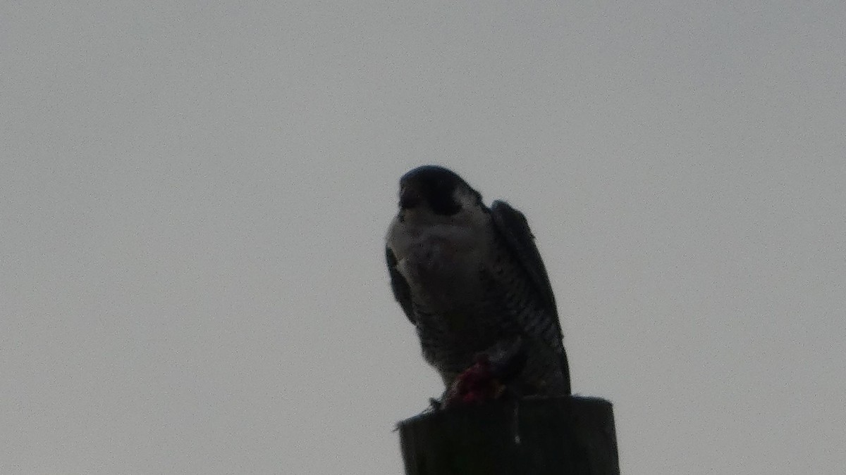 Peregrine Falcon - ML631904504