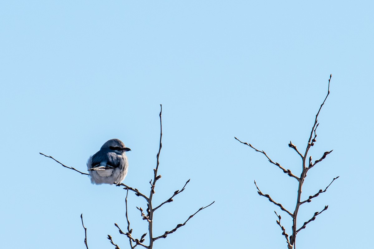 Northern Shrike - ML631904525