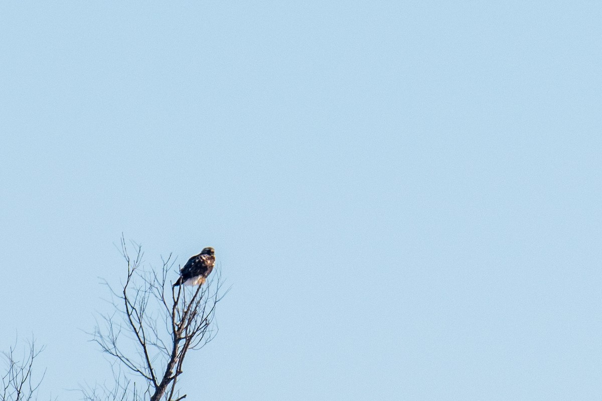 Rough-legged Hawk - ML631904528