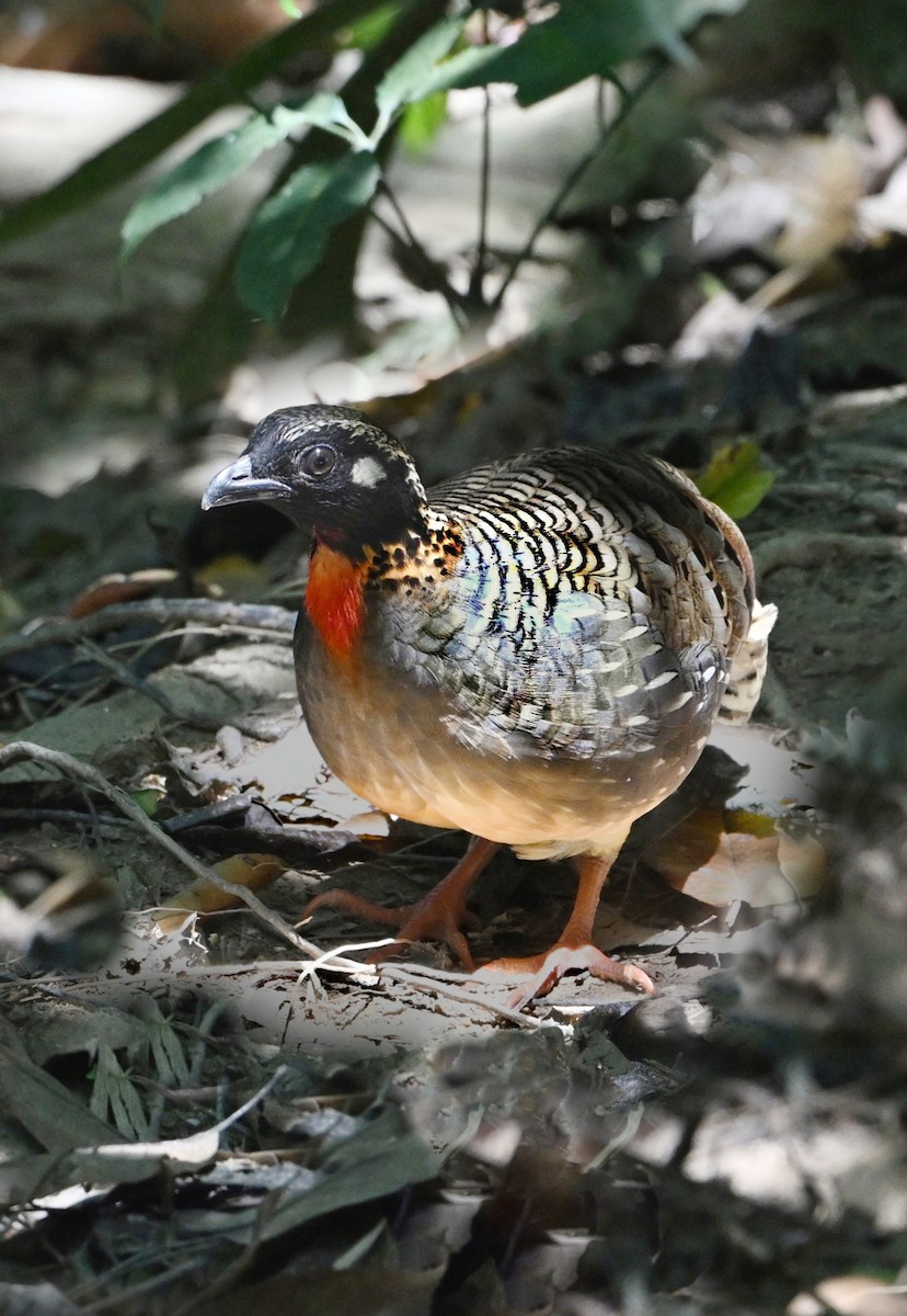 Hainan Partridge - ML631904587