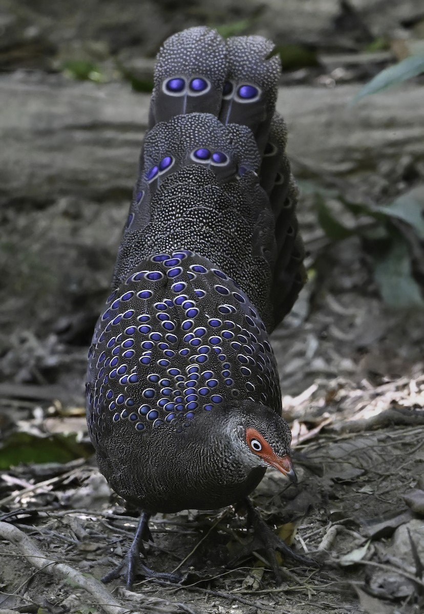 Hainan Peacock-Pheasant - ML631904596