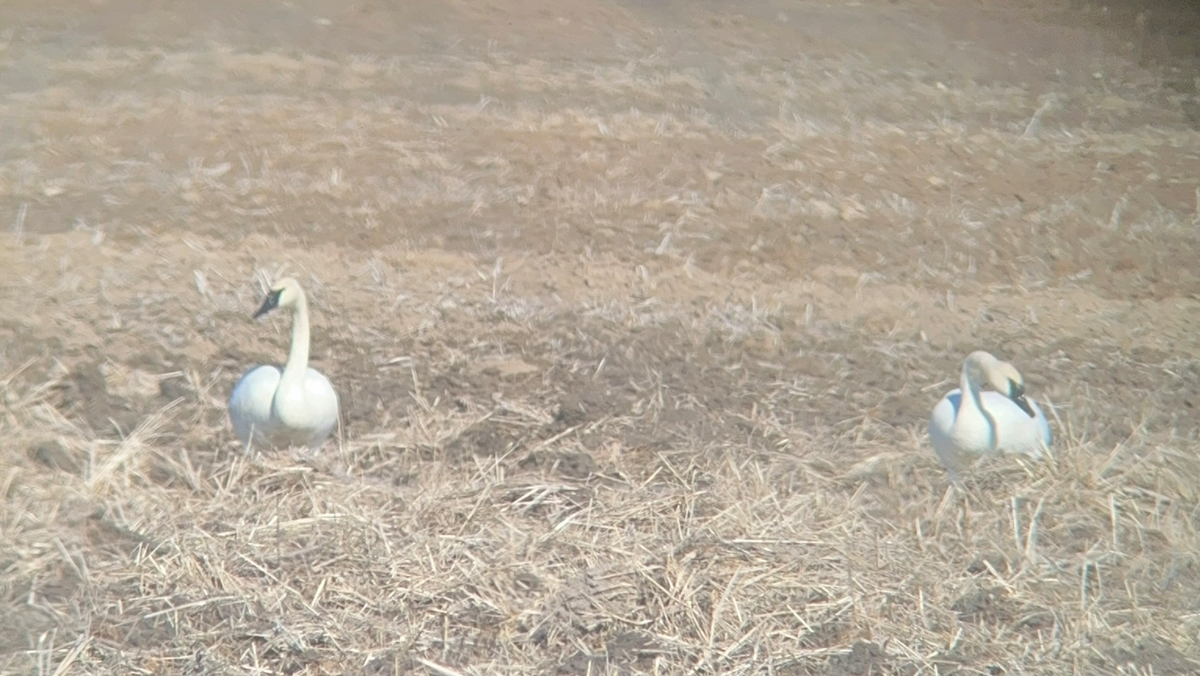 Trumpeter Swan - ML631904697