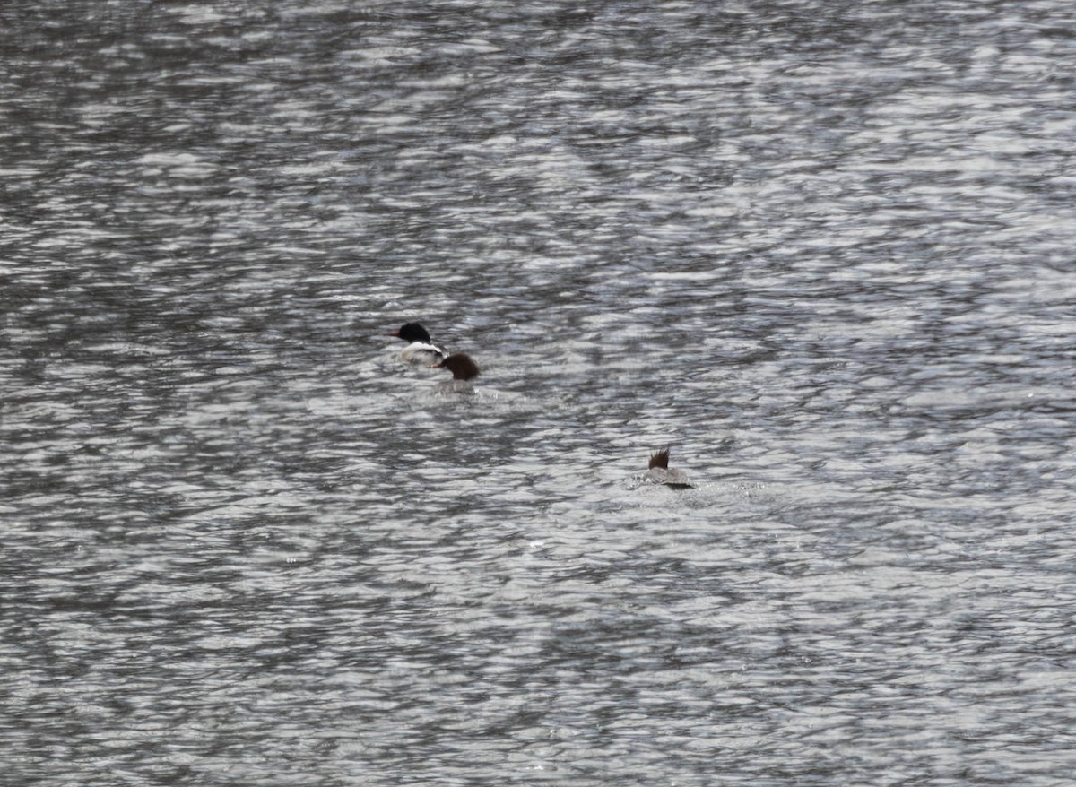 Common Merganser - ML631904747