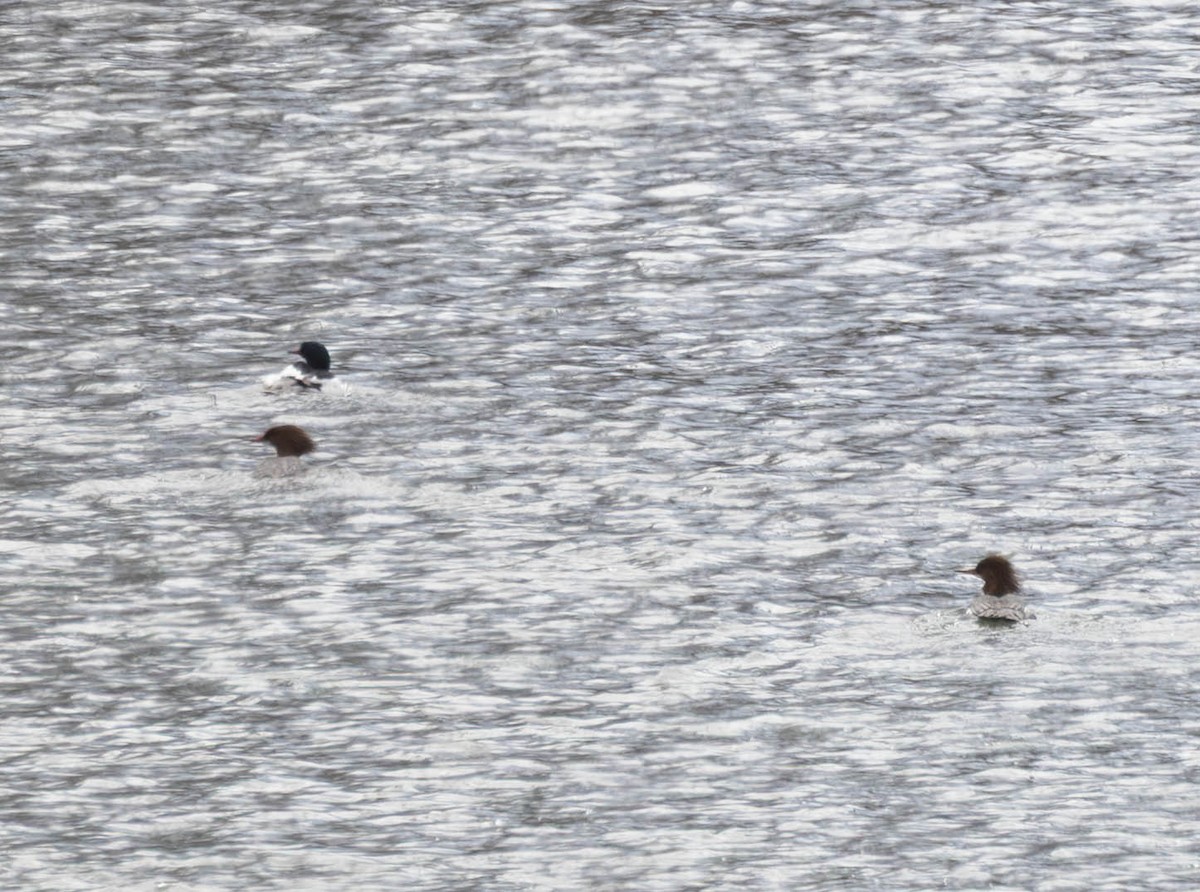 Common Merganser - ML631904748