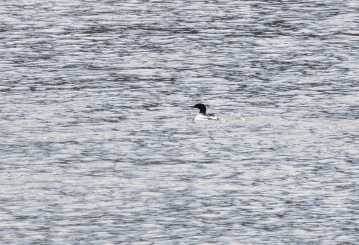 Common Merganser - ML631904749