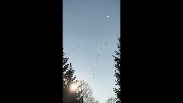 Common Crane - ML631904920