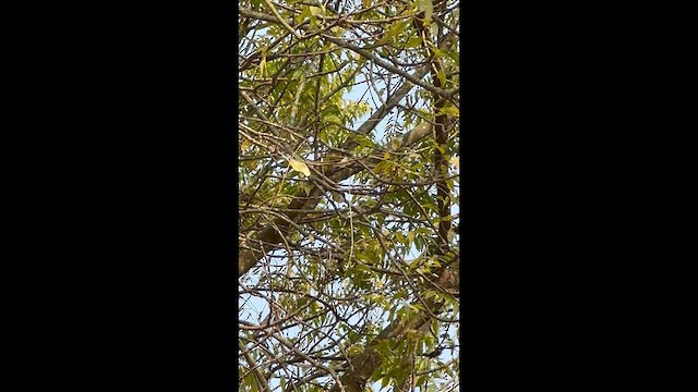 Purple-rumped Sunbird - ML631904934