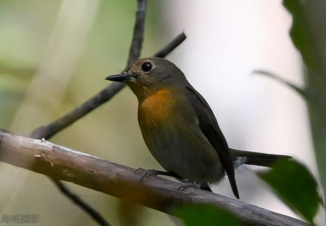 Pale Blue Flycatcher - ML631905024