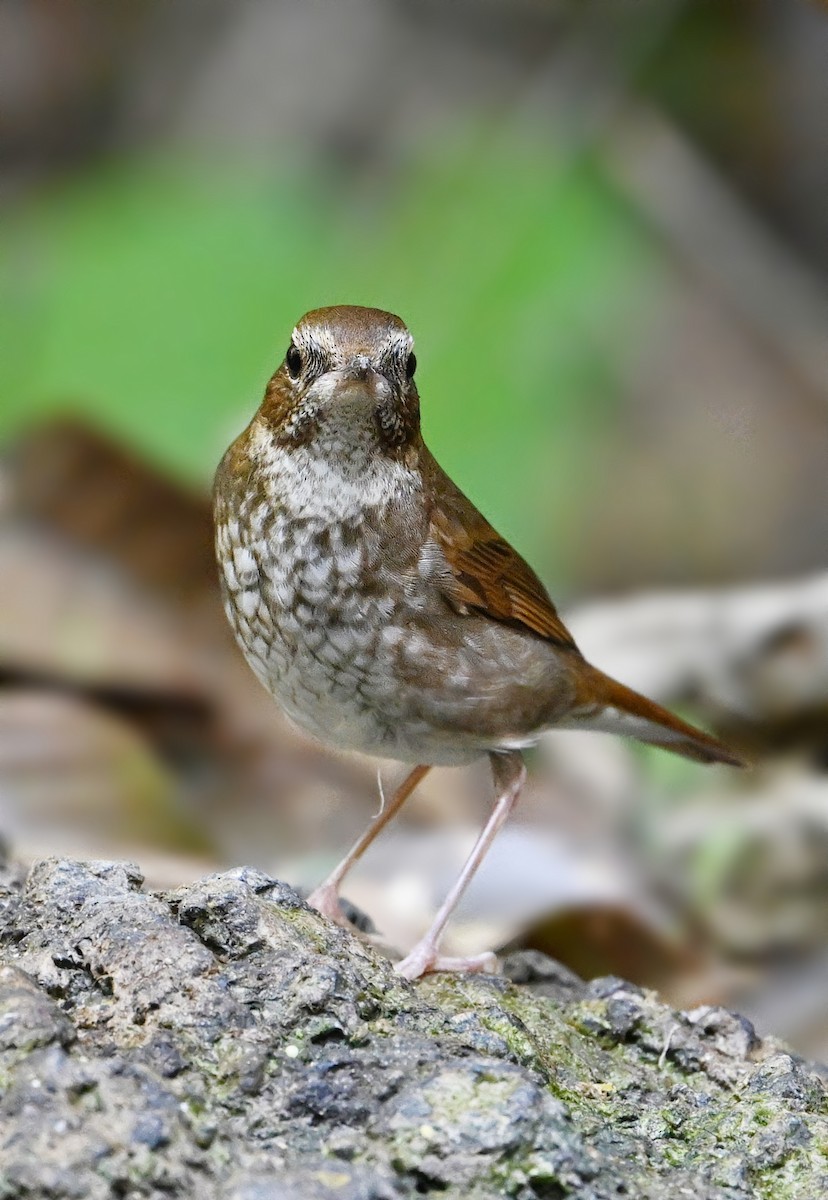 Rufous-tailed Robin - ML631905026
