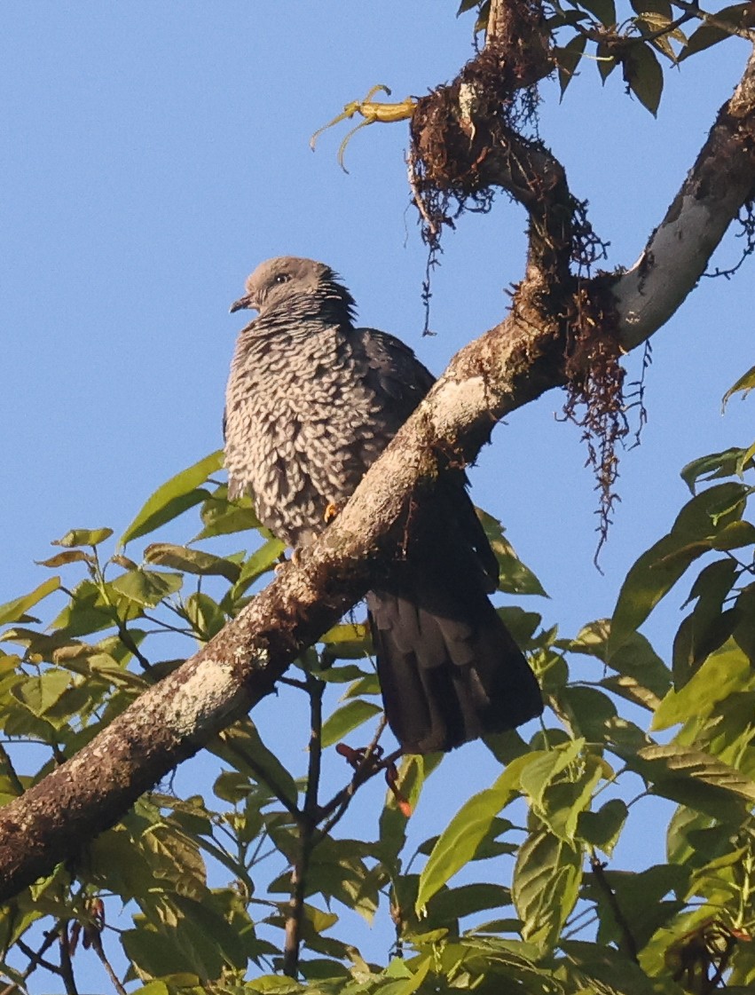 Pigeon de Hodgson - ML631905081