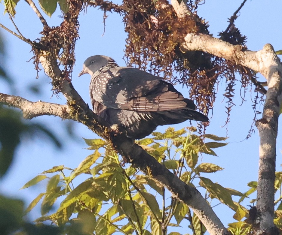 Pigeon de Hodgson - ML631905089