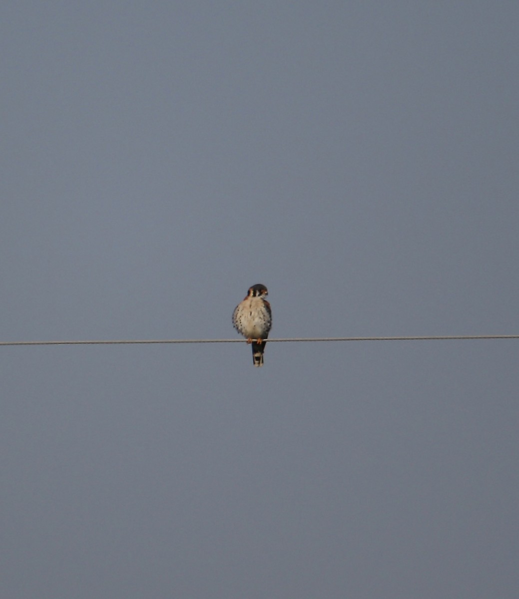 American Kestrel - ML631905098