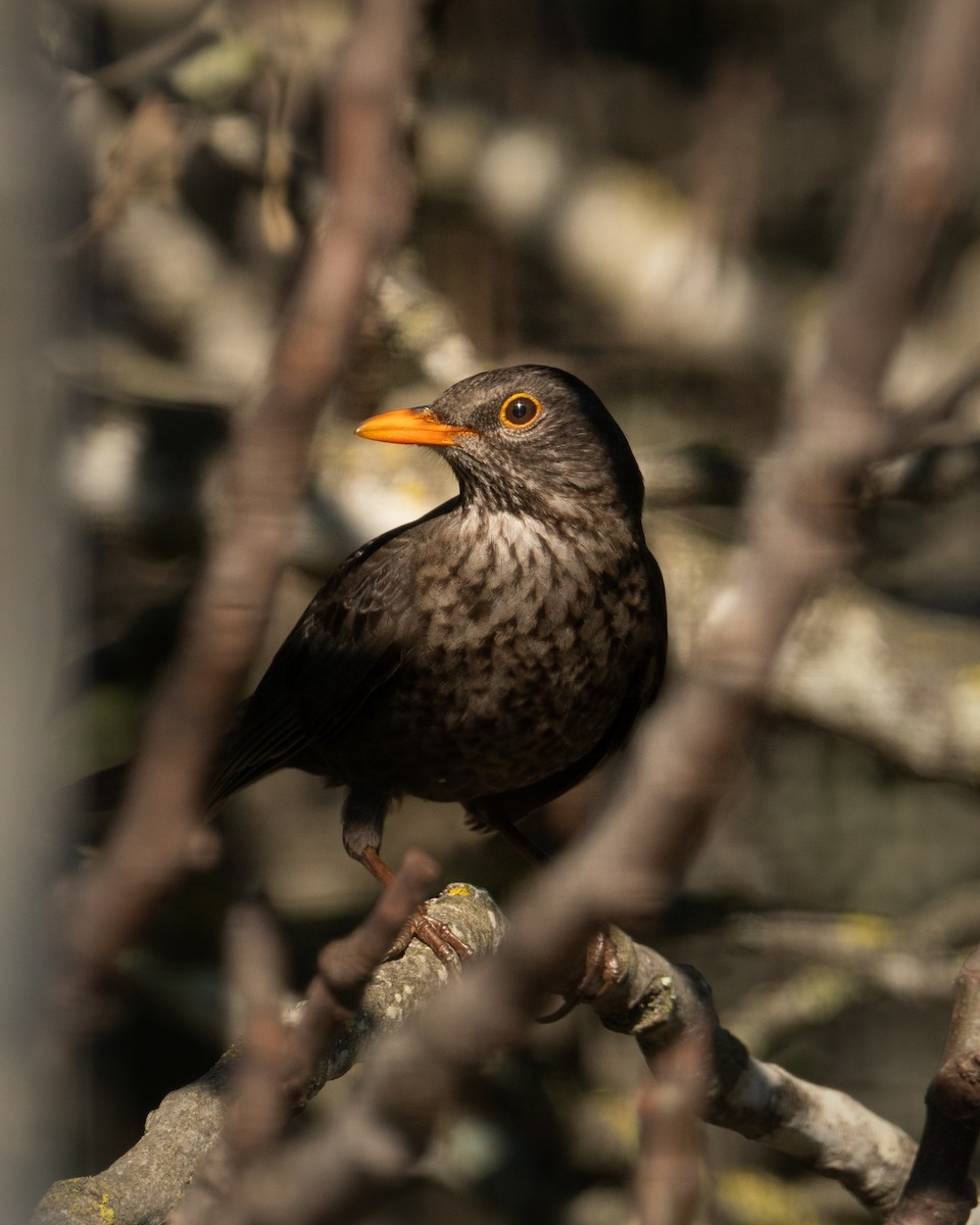 Eurasian Blackbird - ML631905148