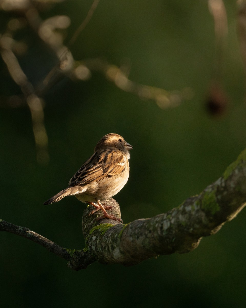 House Sparrow - ML631905161