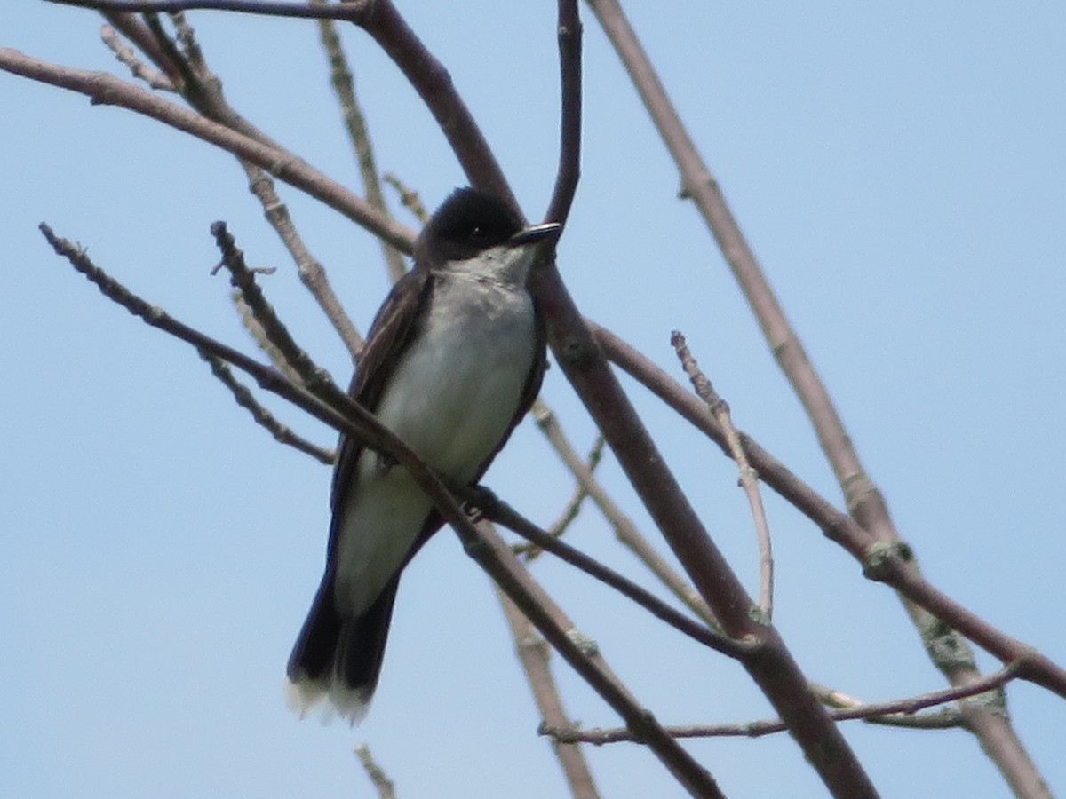 Eastern Kingbird - ML63190531