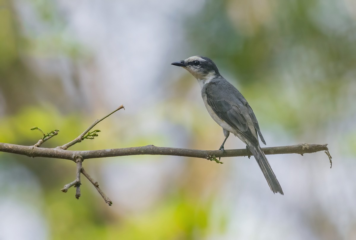 Brown-rumped Minivet - ML631905471