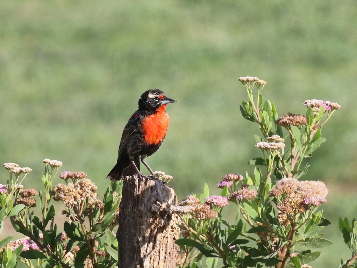 Peruvian Meadowlark - ML631905531