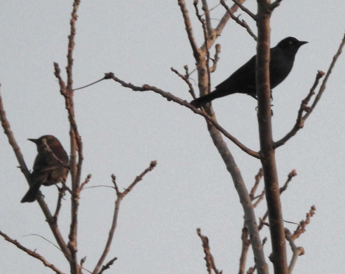 Rusty Blackbird - ML631905645