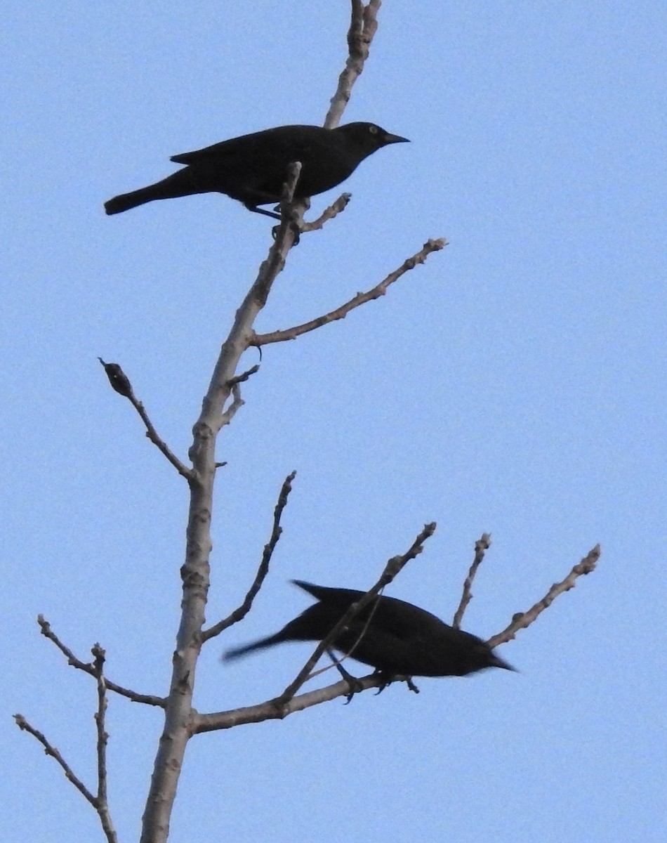 Rusty Blackbird - ML631905646
