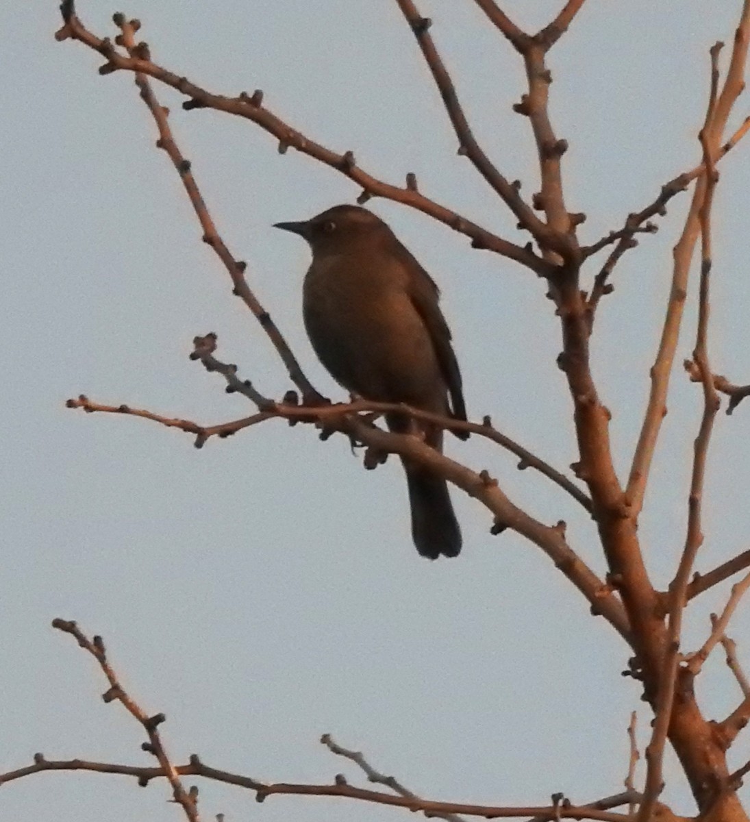 Rusty Blackbird - ML631905647