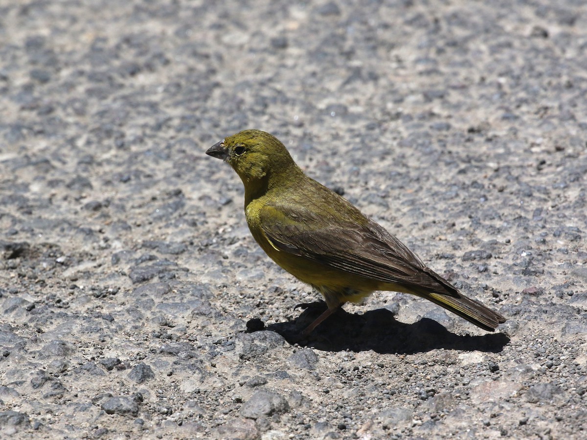 Greenish Yellow-Finch - ML631905667