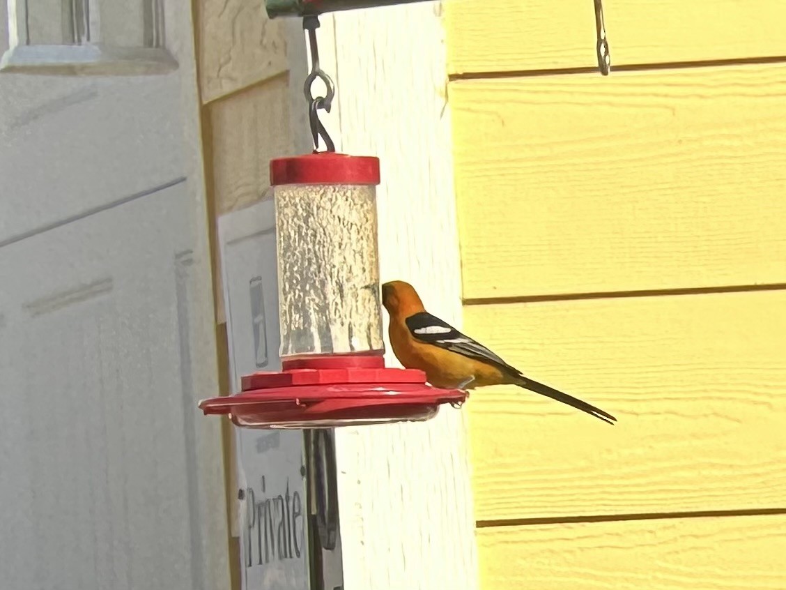 Hooded Oriole - ML631905691