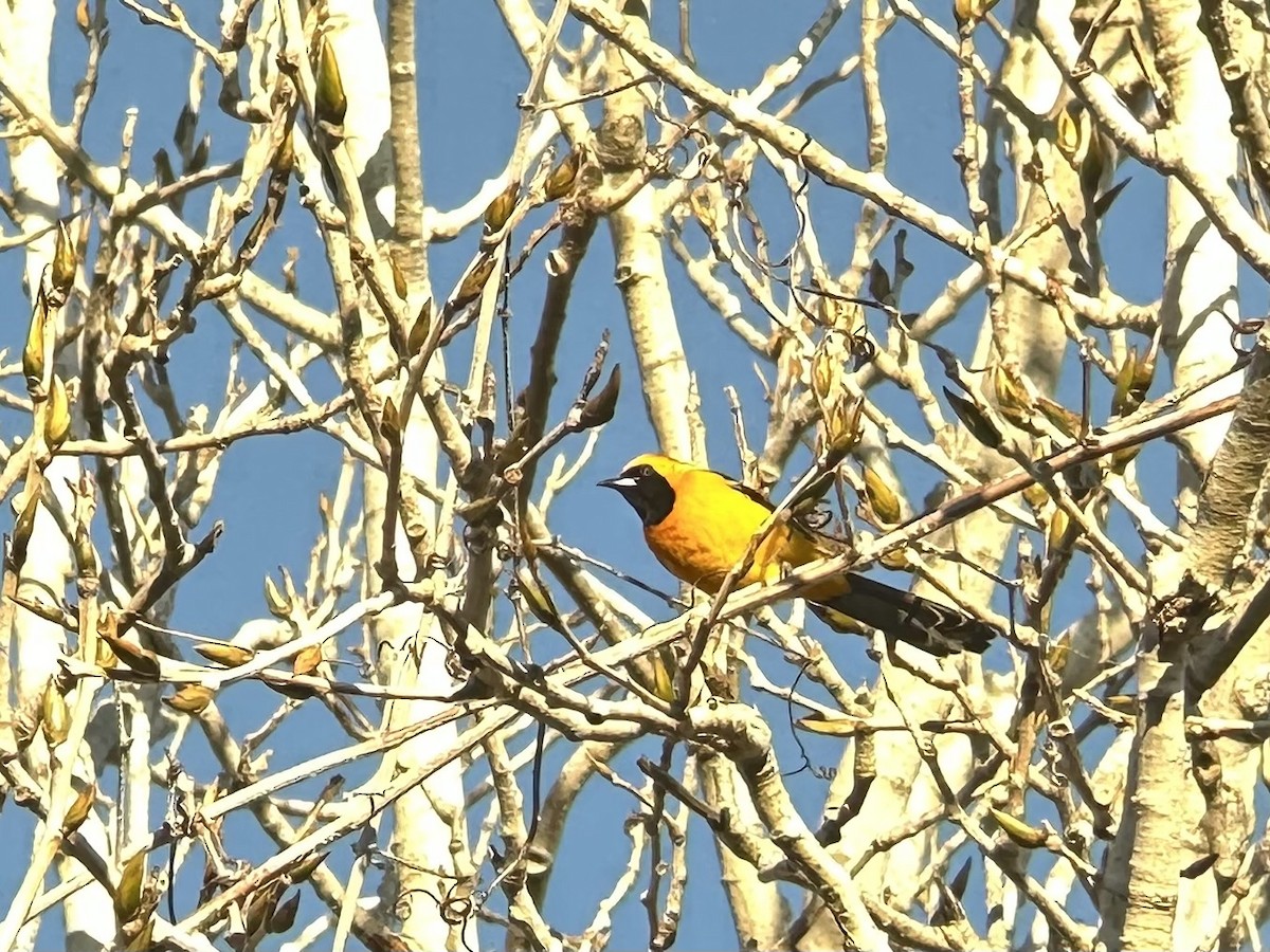 Hooded Oriole - ML631905692