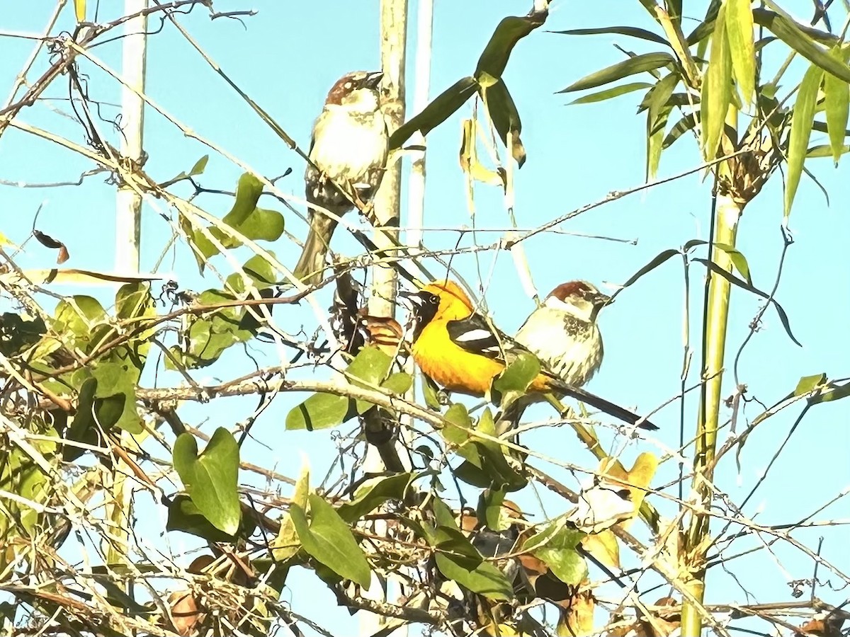 Hooded Oriole - ML631905693
