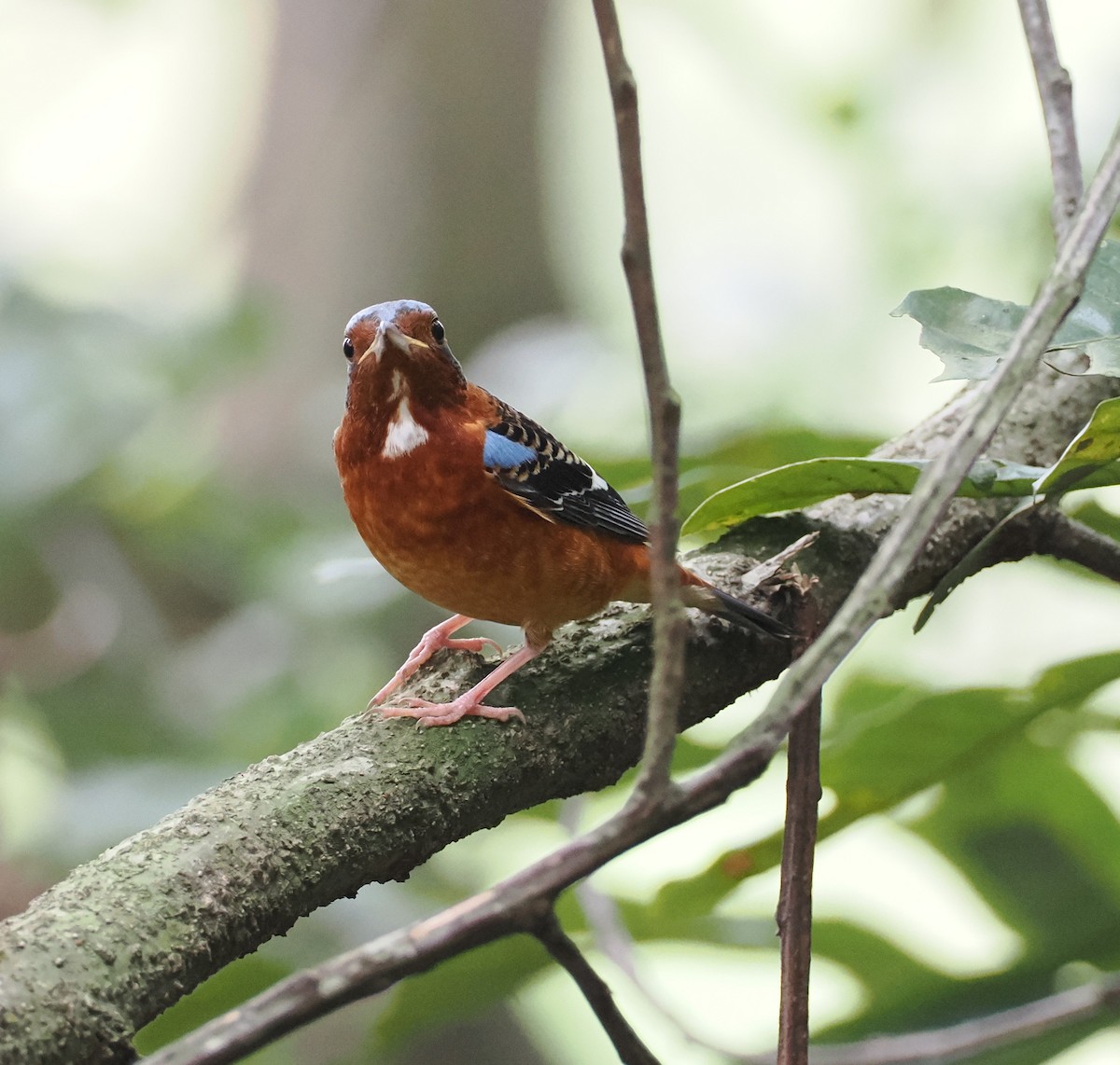 White-throated Rock-Thrush - ML631905786