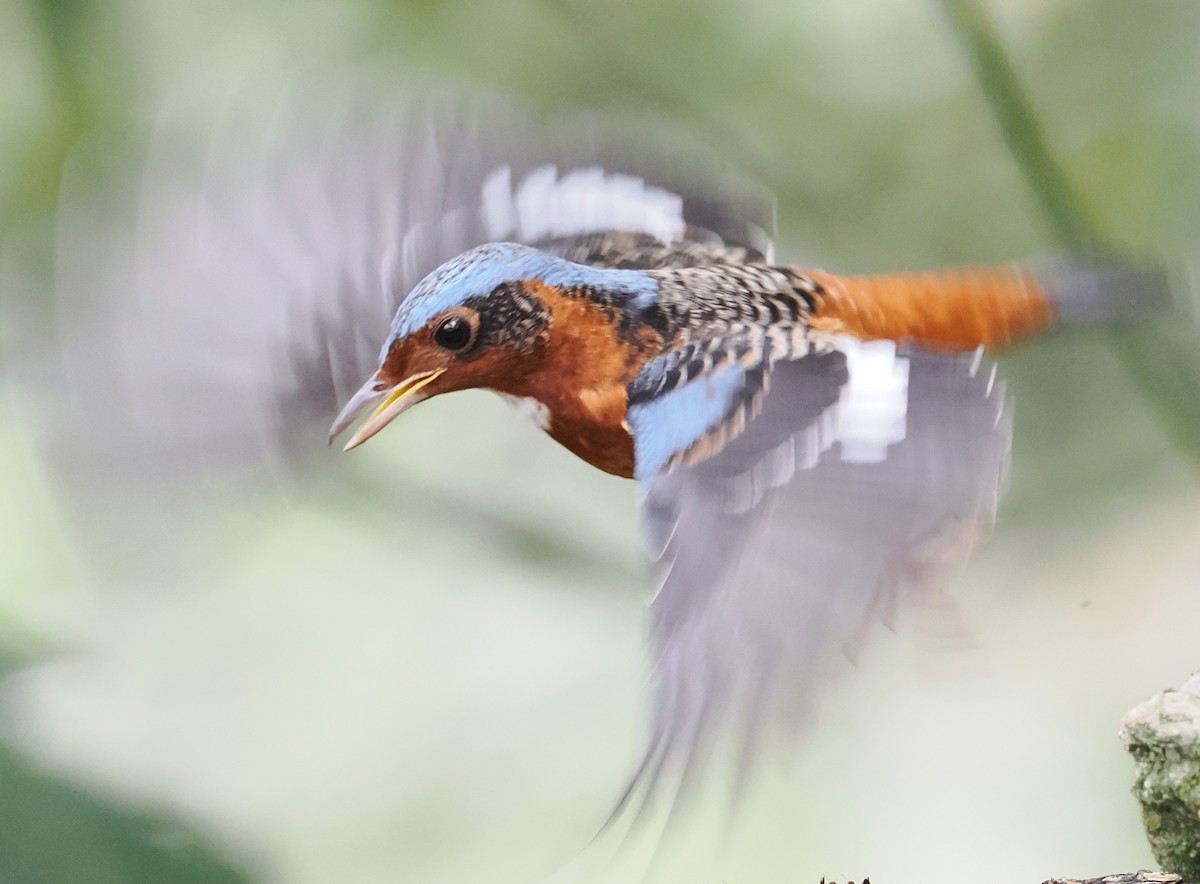 White-throated Rock-Thrush - ML631905790