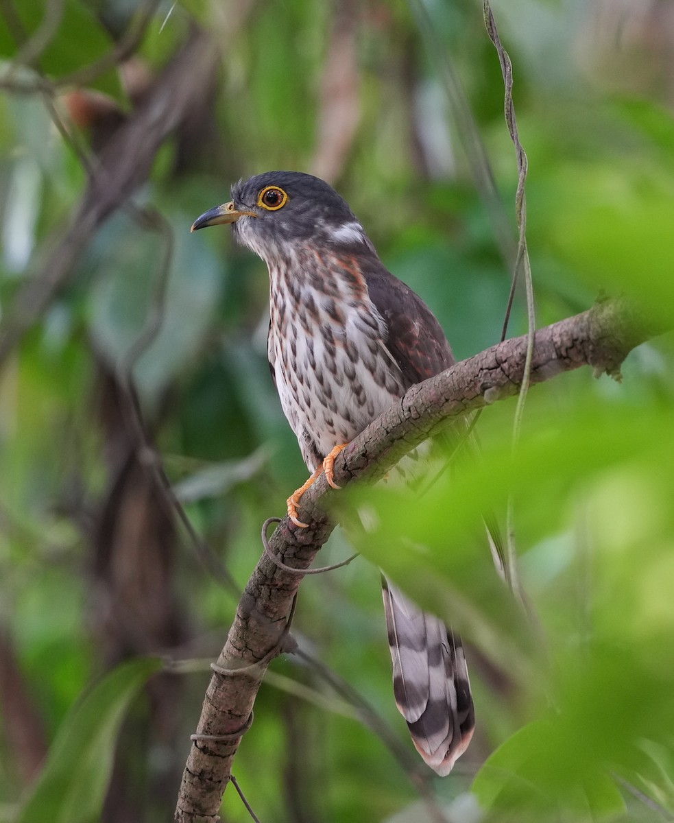 Malaysian Hawk-Cuckoo - ML631905900