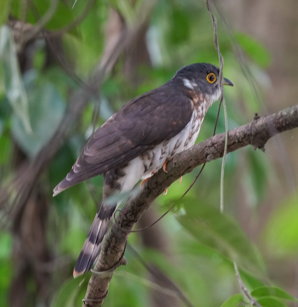 Malaysian Hawk-Cuckoo - ML631905901