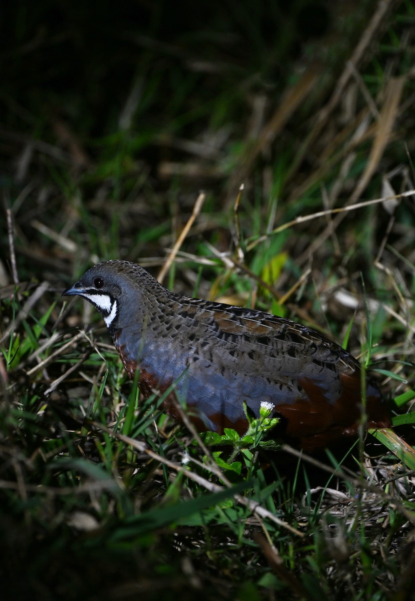 Blue-breasted Quail - ML631905911