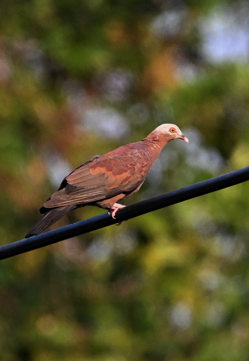 Pale-capped Pigeon - ML631905919