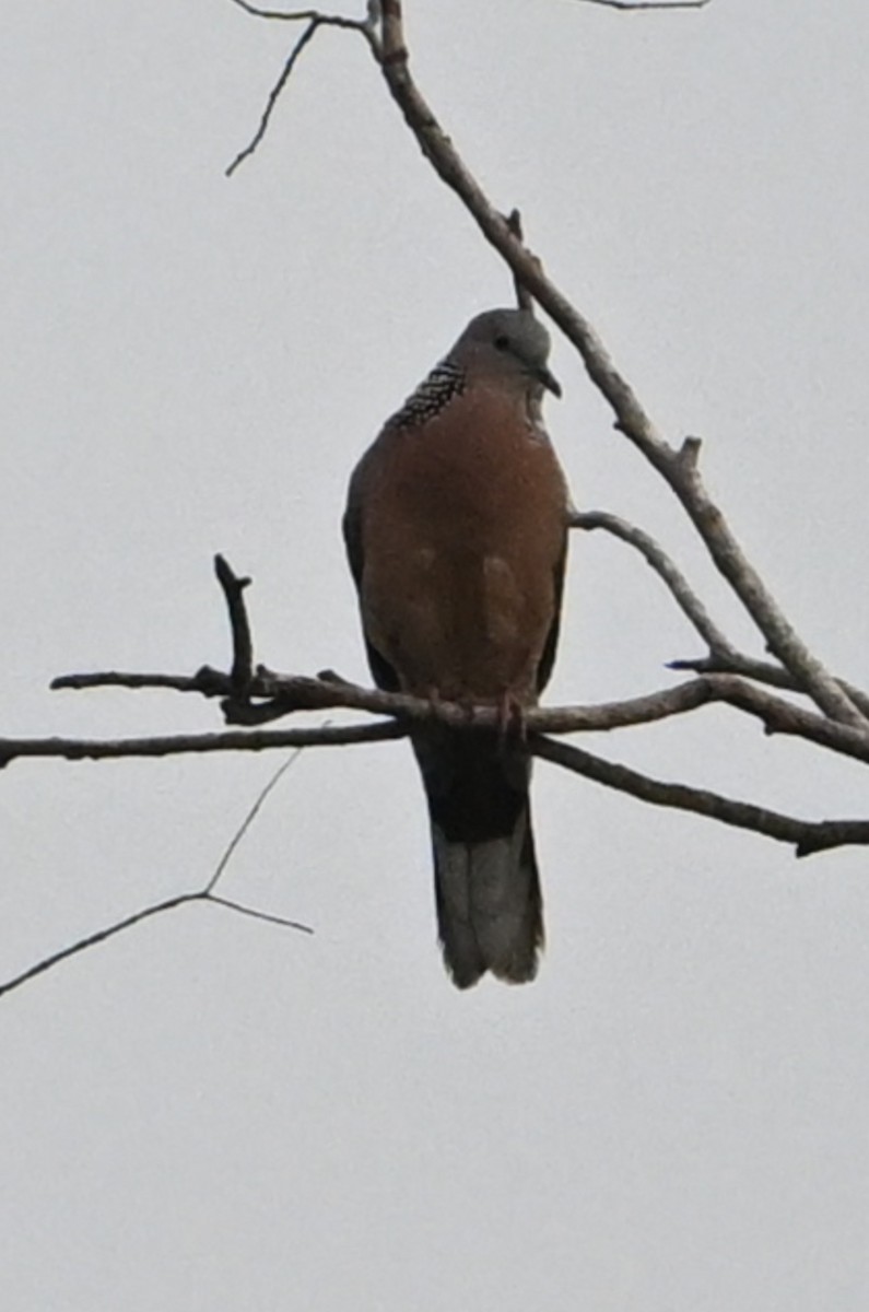 Spotted Dove - ML631905922