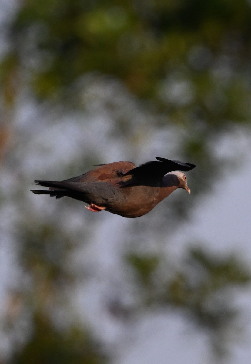 Barred Cuckoo-Dove - ML631905948