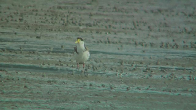 Masked Lapwing - ML631905951