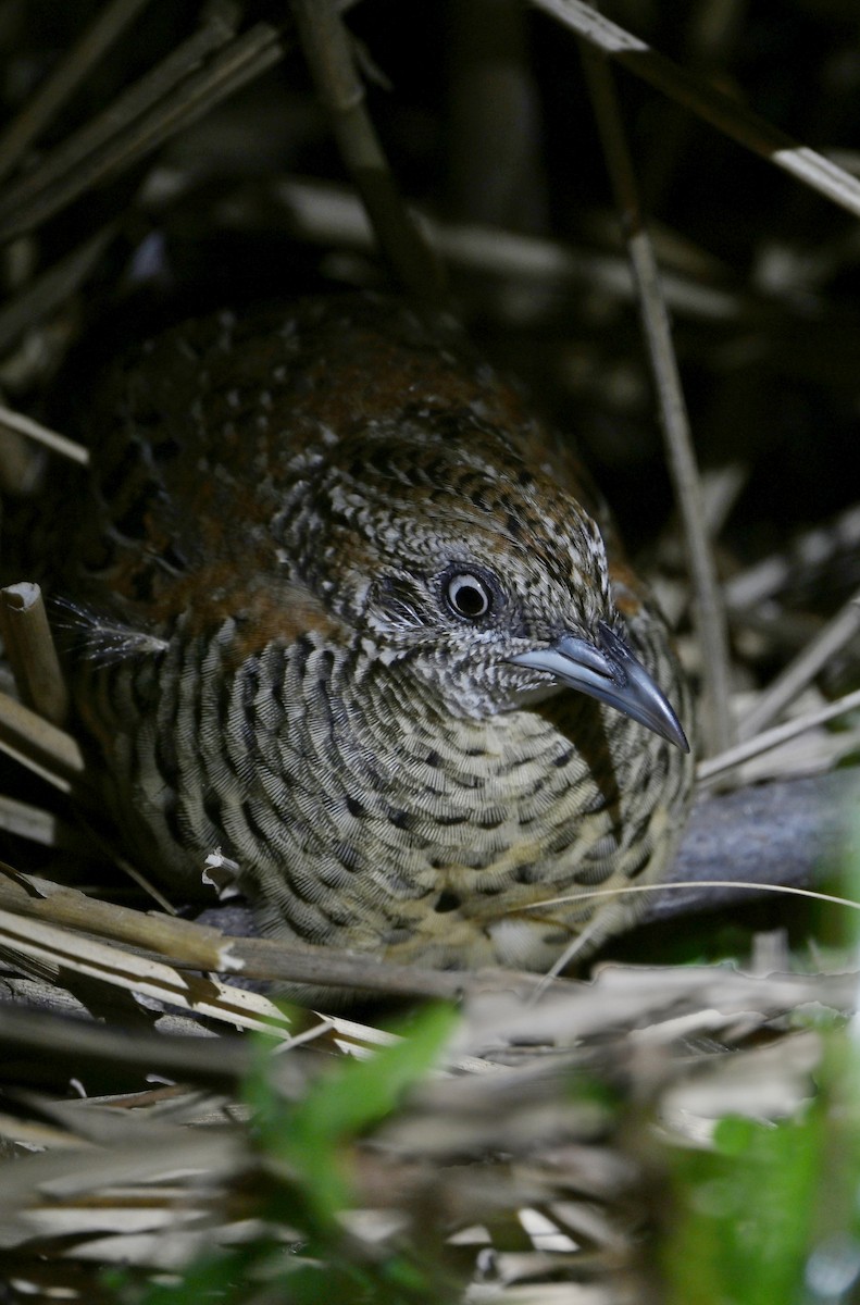Barred Buttonquail - ML631905965