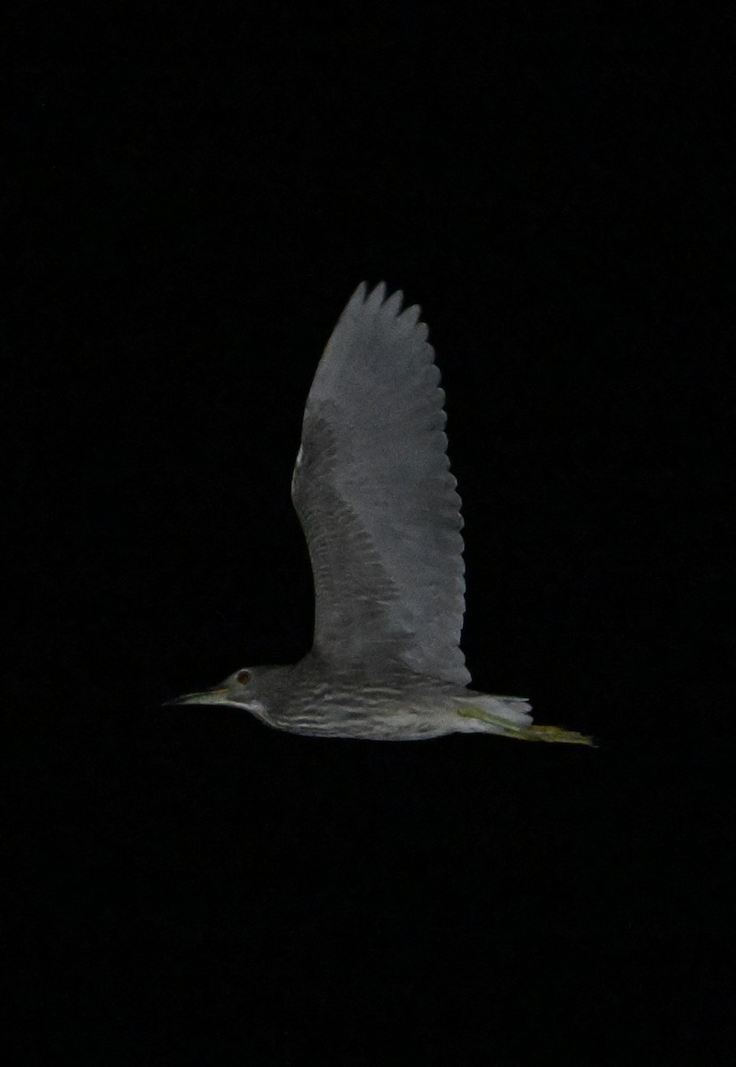 Black-crowned Night Heron - ML631905969