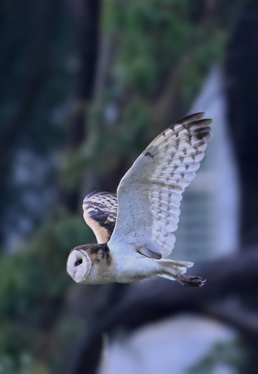 Australasian Grass-Owl - ML631905976